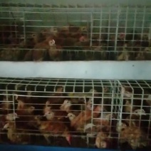 出售脱温土鸡