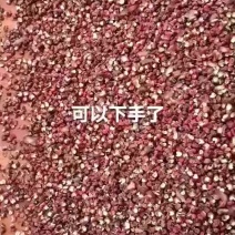 汉源娃娃花椒，又名贡椒。