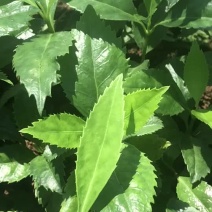 实生草珊瑚苗