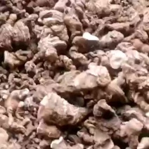 野生重楼干货，需要的请留言