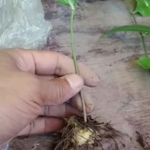 黄精苗我种黄精八年了，现在每年挖几百万棵黄精苗岀手。