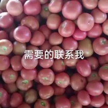 西红柿
