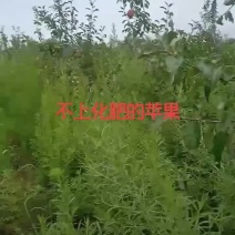 响堂水镇苹果