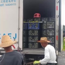 云南丽江高海拔夏雪梨