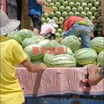 正宗沙地西瓜