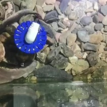 刀鳅