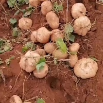 黄泥凉薯