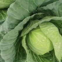 圆包菜