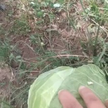 甘蓝