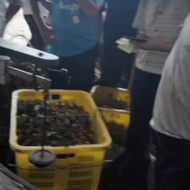 龙眼