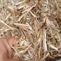 大量出货白华华麦秸