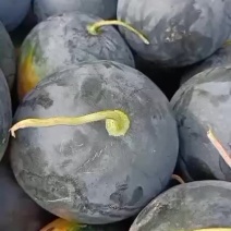 精品黑美人，黑无子，大量上市要的私聊