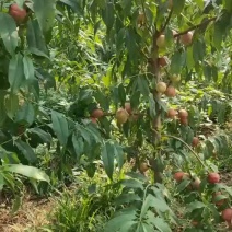 珍珠枣油桃成熟了