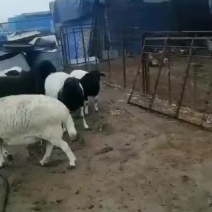 杜波串怀孕母羊
