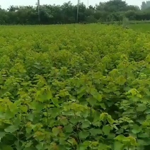 乌桕树苗