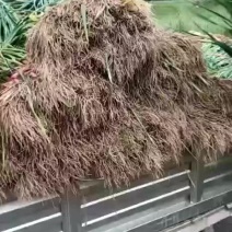 青蒜苗热卖中