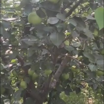 香甜早酥梨