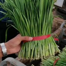 露天韭菜，需要的联系