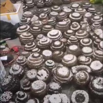 蜂蛹