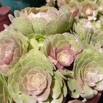 万圣节多头