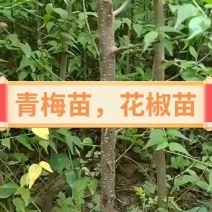 梅子苗，大量青梅树苗，
