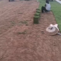 草皮