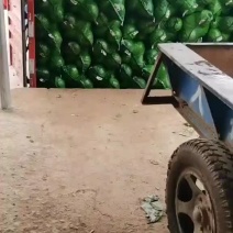 铁头包菜