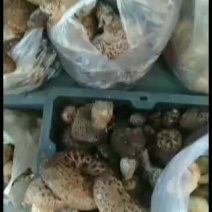 川西高原野生菌…舌尖上的美味