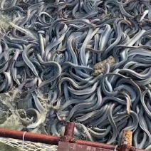 活鳗鱼销售有需要的老板请联系