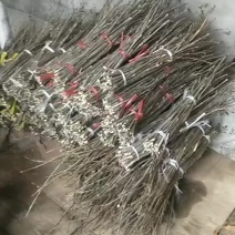 金蝉卵枝开始供应，价格合理，质量很好，诚信合作共赢互利。