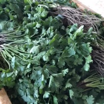 香菜