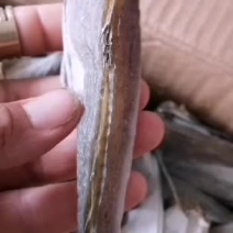 红头鱼，加工去头，去皮的，质量保证，有要货的老板前来咨询