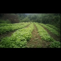 云南产地长年供应一生云木香种苗，可提供种植技术，