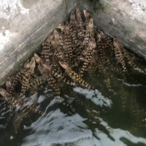 大量出售鳄鱼苗鳄鱼活体鳄鱼肉等各种鳄鱼全国招代理