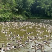 每天海量淘汰老母鹅供应