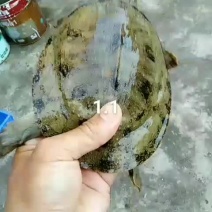 小甲鱼
