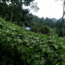 贵州佛手瓜捧瓜大量上市，品质保证！物美价廉！！