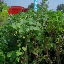 葡萄树