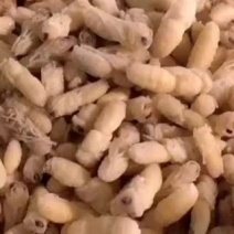 蜂蛹