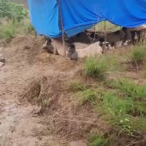 巴拿马香猪