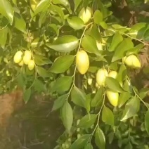 特级鲜枣特级优质马牙枣产地直供！！！！！