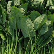 精品中颗菠菜支持各种包装