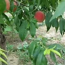 久保、十四号桃子大量上市