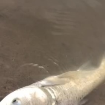 胖头鲢鳙