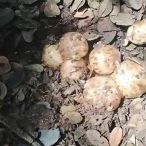 正宗的野生松茸，一年四季只有一季可品尝