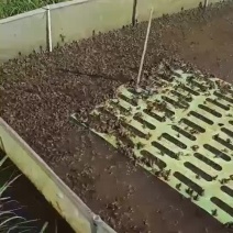 牛蛙苗