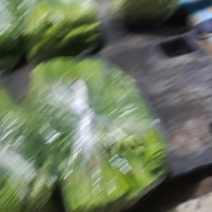 精品韭苔