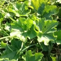 安徽省安庆市宿松县冬瓜，品质好货，自产自销