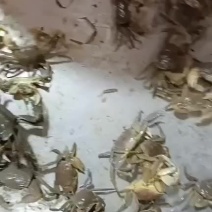 发财蟹，烧夹子，蟛蜞，盐螃蟹，白玉蟹，河蟹等！