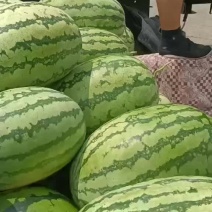 宁夏西沙瓜在宁河
